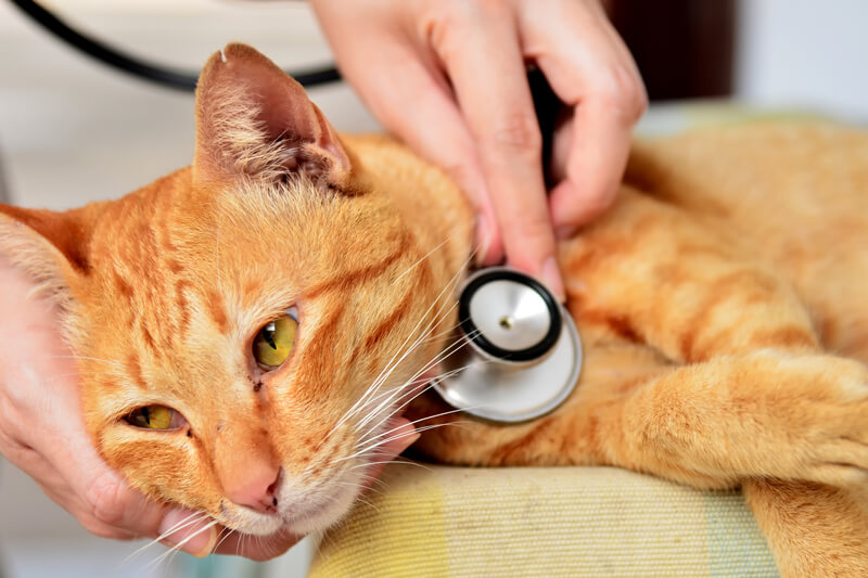 【2018】飼い猫が皮膚病になったかも？病状と原因・おすすめの対策