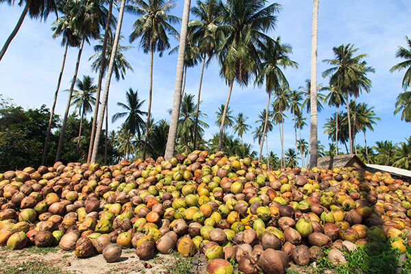 ココナッツ畑